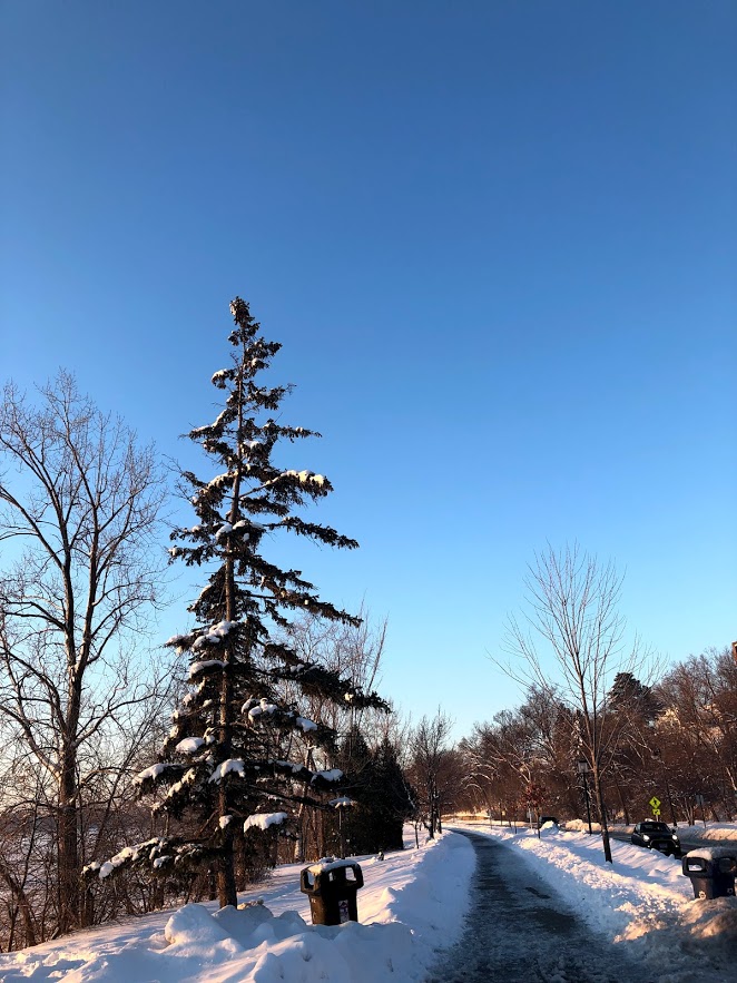 A pine tree in winter